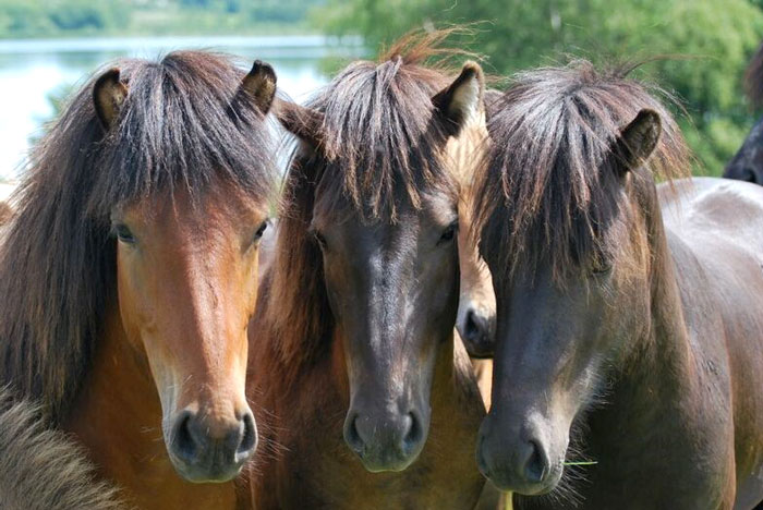 islandske heste østjylland, turridning østjylland